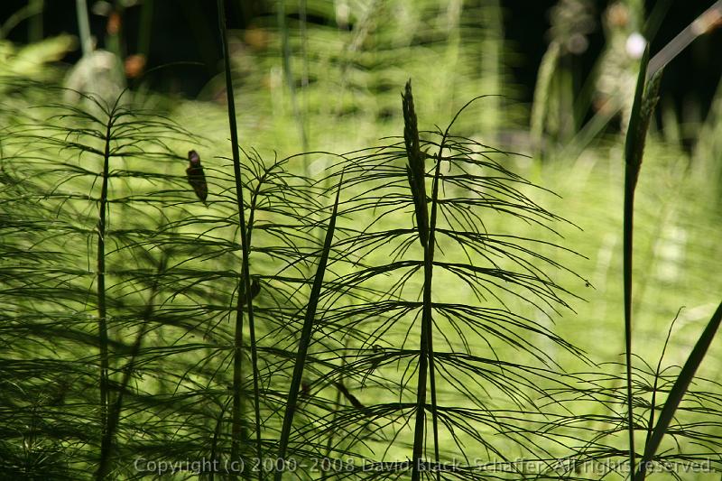 IMG_8227 green ferns artsy flower pretty purisma creek